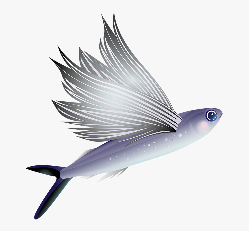 Fish Png Transparent Image - Fly Fish Png, Png Download, Free Download