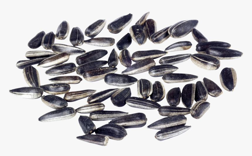 Sunflower Seeds Png Image - تخمه Png, Transparent Png, Free Download