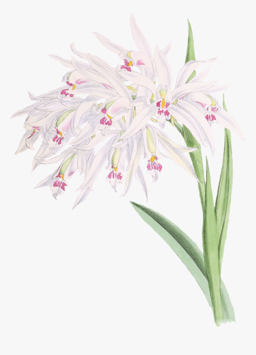 Orchids, HD Png Download, Free Download