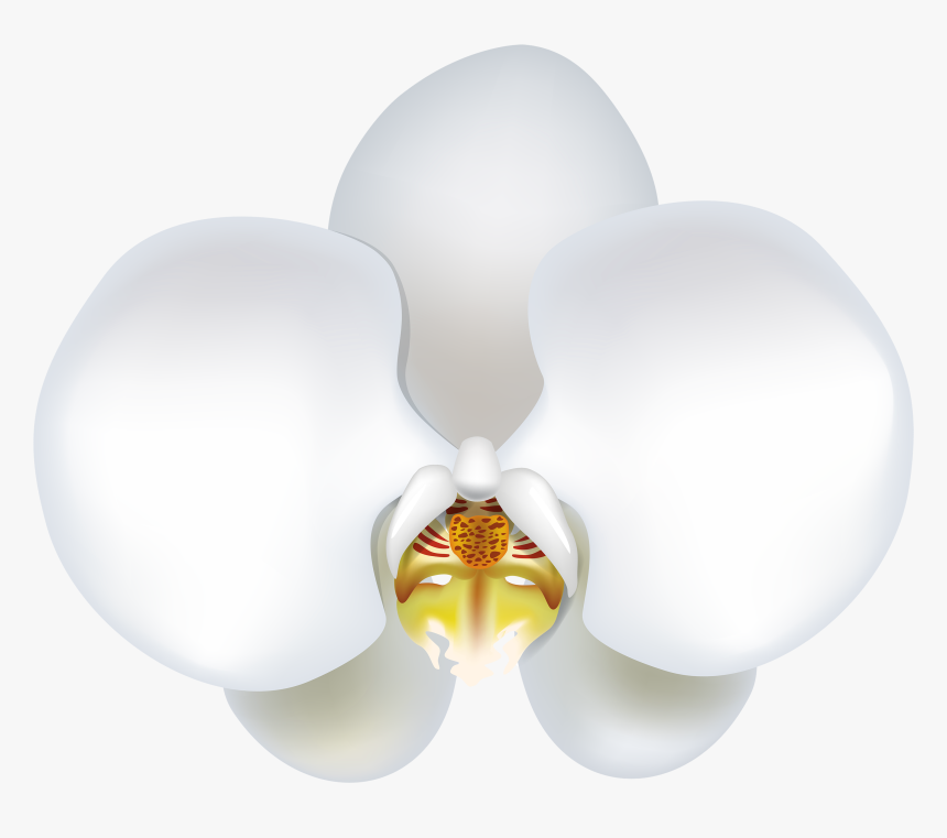 White Orchid Flower Clip Art � Clipart Free Download - Phalaenopsis Sanderiana, HD Png Download, Free Download