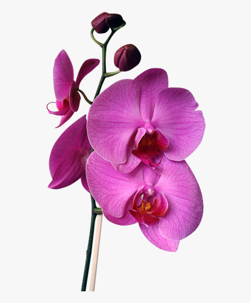 Orchids, HD Png Download, Free Download