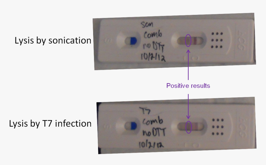 U Check Pregnancy Test Results, HD Png Download, Free Download