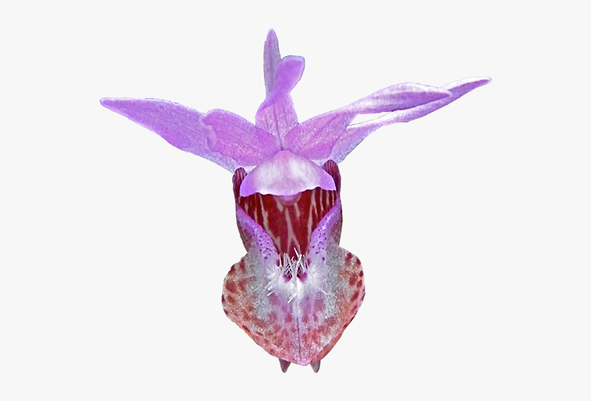 Cattleya Elongata, HD Png Download, Free Download