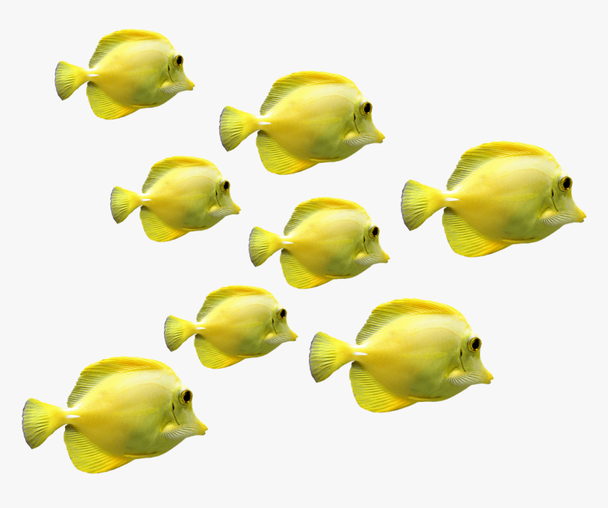 Tropical Fish School Png Transparent Png Kindpng