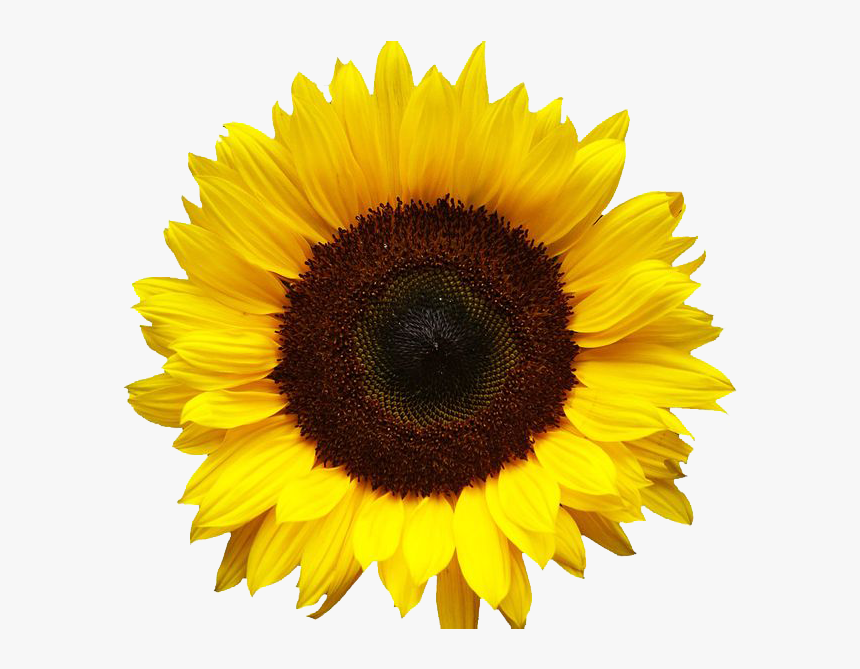 Sunflowers Png Image - Transparent Background Sunflower Png, Png Download, Free Download