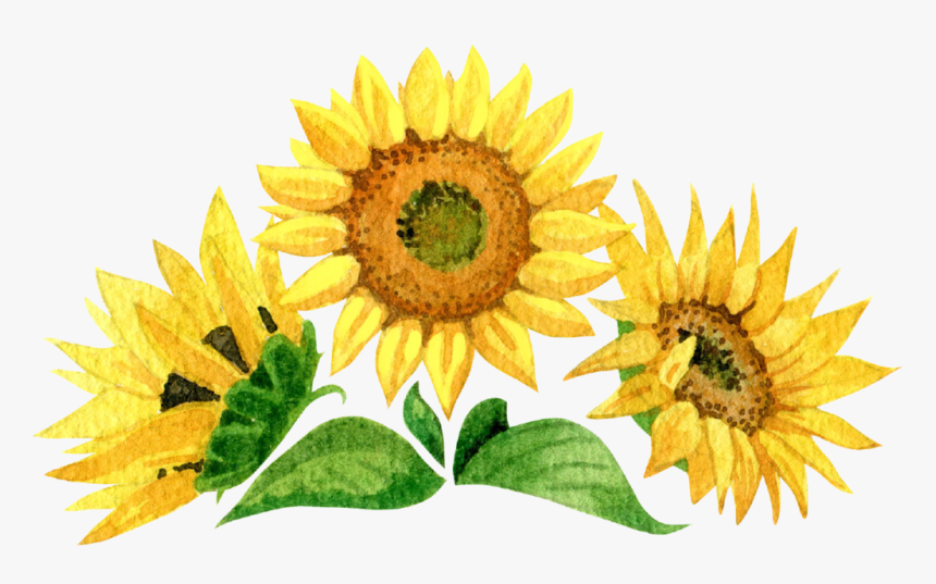 Sunflower, HD Png Download, Free Download