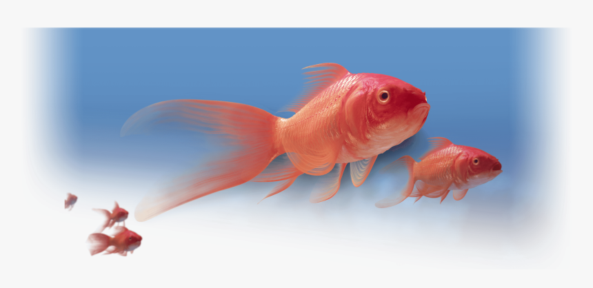 Pradaxa Red Fish Hero Image - Coral Reef Fish, HD Png Download, Free Download