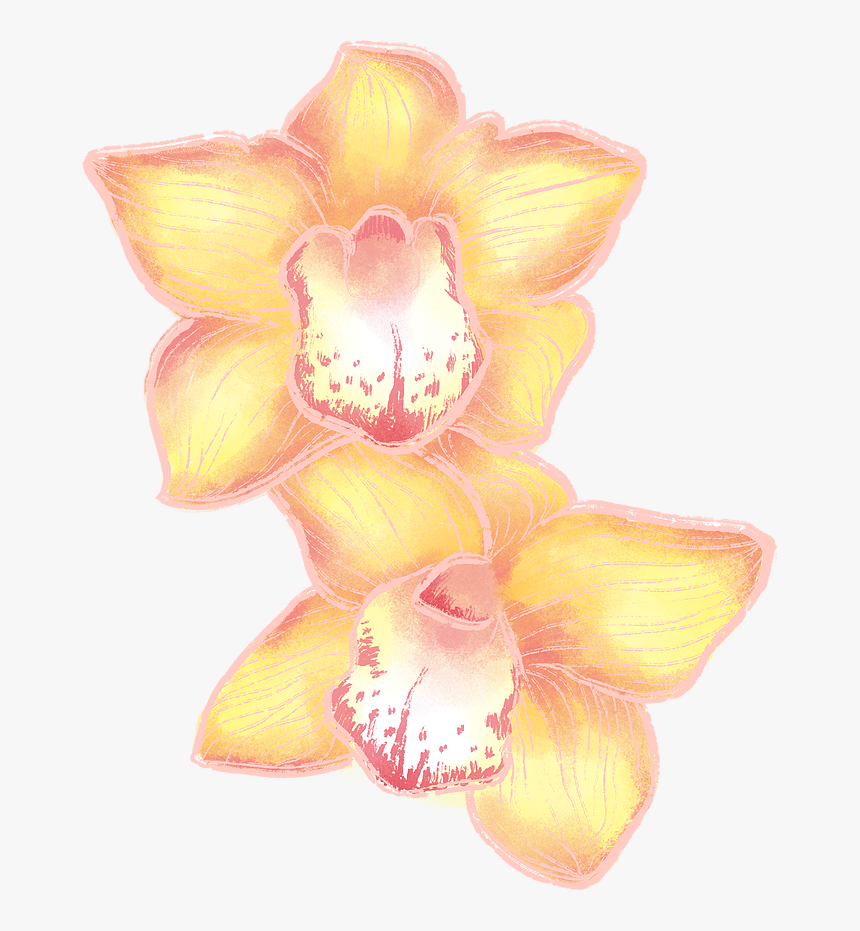 Orchids, HD Png Download, Free Download