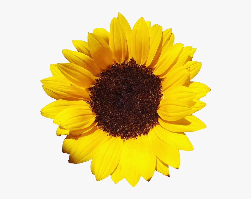 Sunflowers Free Png Image - Sunflowers Transparent, Png Download, Free Download