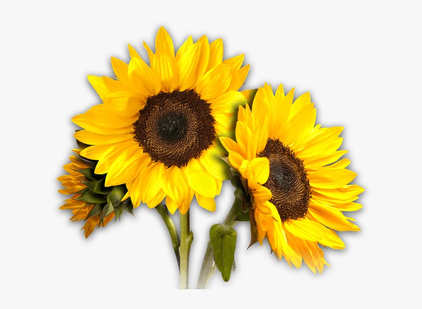 Transparent Background Sunflower Png, Png Download, Free Download
