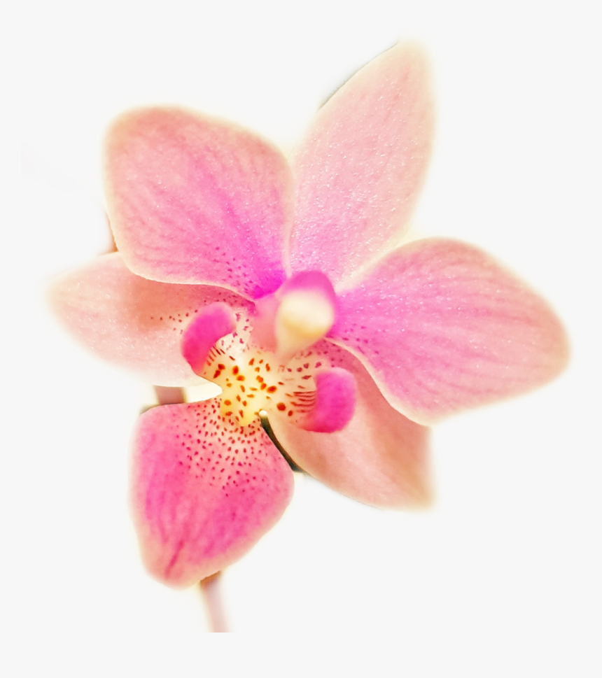 #flower #orchid #flowers #orchids #orchidaceae #garden - Orchids Of The Philippines, HD Png Download, Free Download