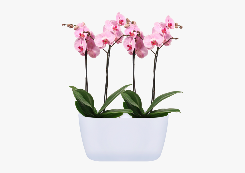Orchid Flower Png, Transparent Png, Free Download