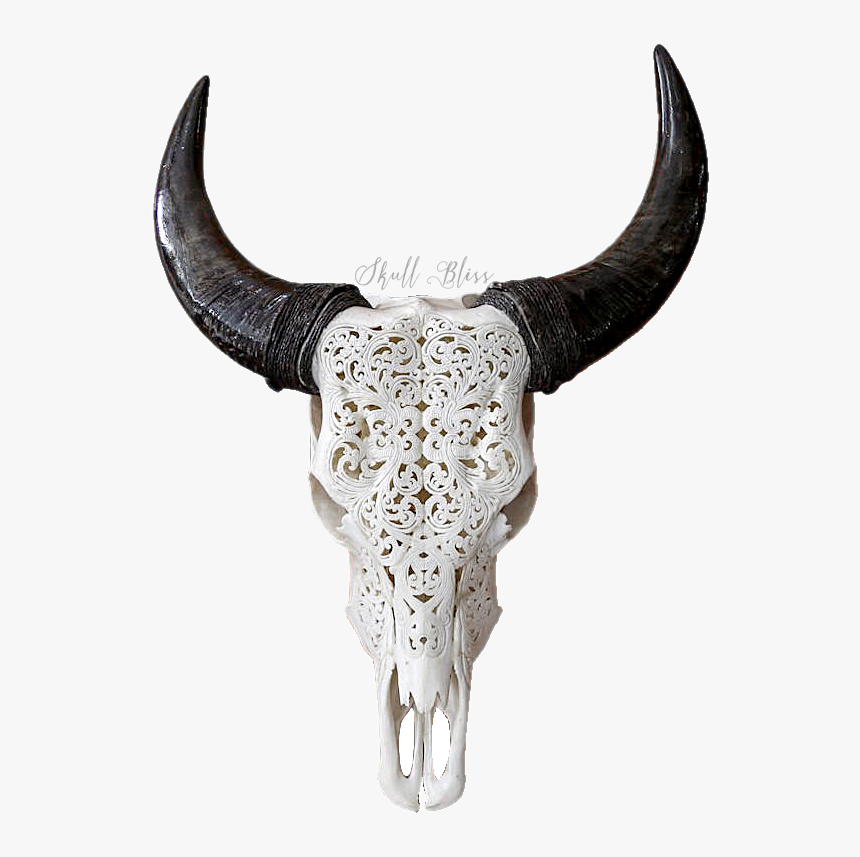 Texas Longhorn Skull Bull Goat - Buffalo Long Horn Skull, HD Png Download, Free Download