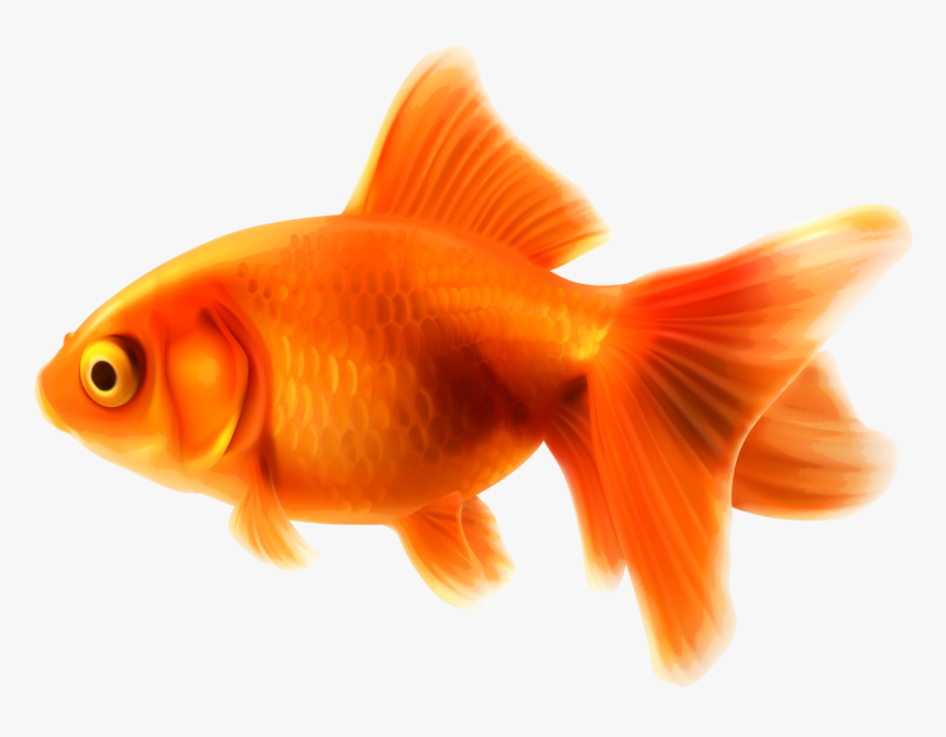 Image Png Animal Jam - Goldfish Clipart, Transparent Png, Free Download