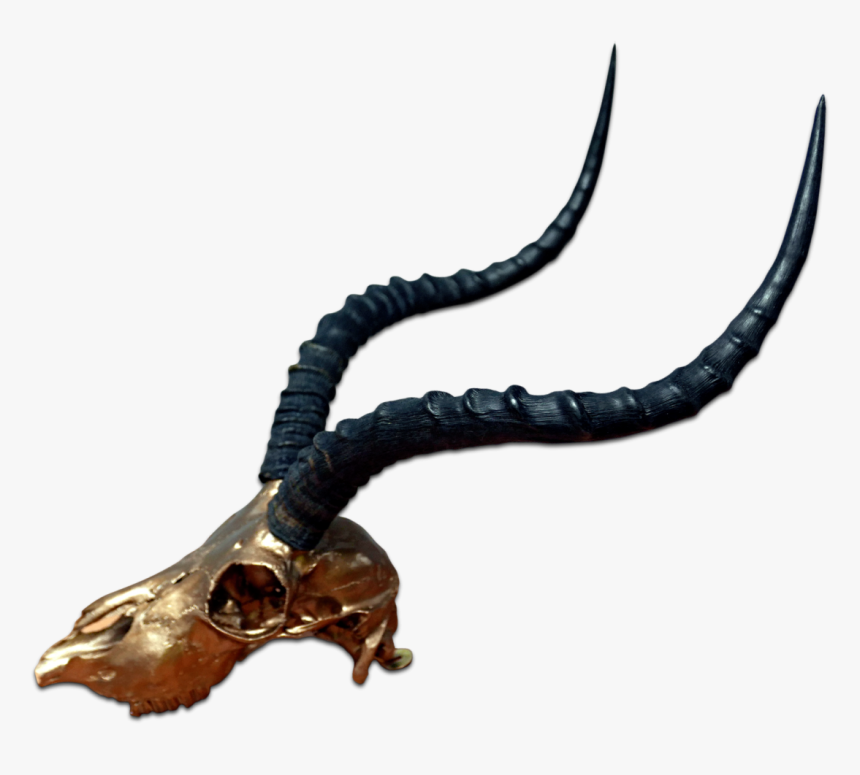 Real Impala Skull Bronze Spray Painted Metal Bracket - Antelope Horns, HD Png Download, Free Download
