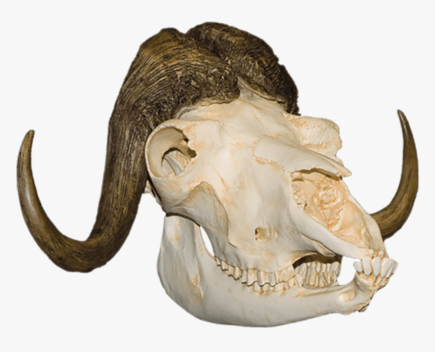 Musk Ox Skull - Skull Animal Png, Transparent Png, Free Download