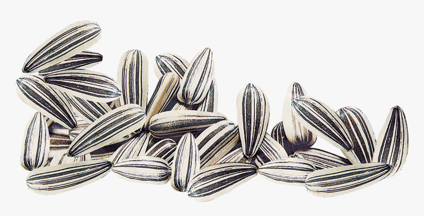 Transparent Seeds Clipart - Transparent Sunflower Seed Clipart, HD Png Download, Free Download