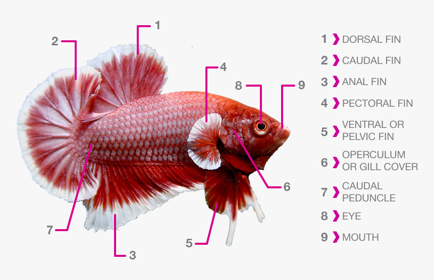 Transparent Betta Fish Png - Betta Fish Anatomy, Png Download, Free Download