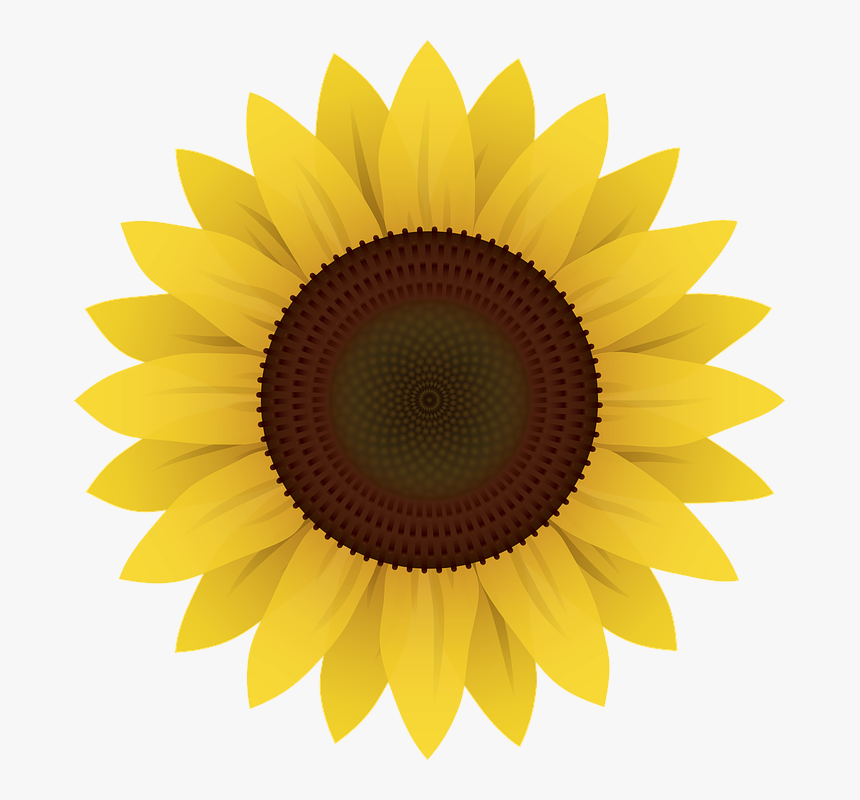 Flowers, Sunflower, Plants, Solar, Sunflower Seeds - Sunflower Drawing, HD Png Download, Free Download