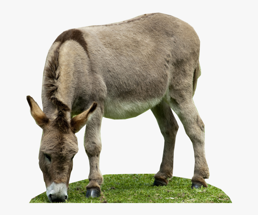 Transparent Burro Png - Imagenes De Burro En Png, Png Download, Free Download