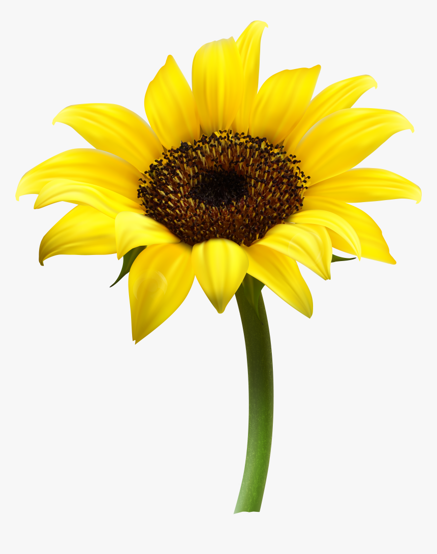 Common Sunflower Clip Art, HD Png Download, Free Download