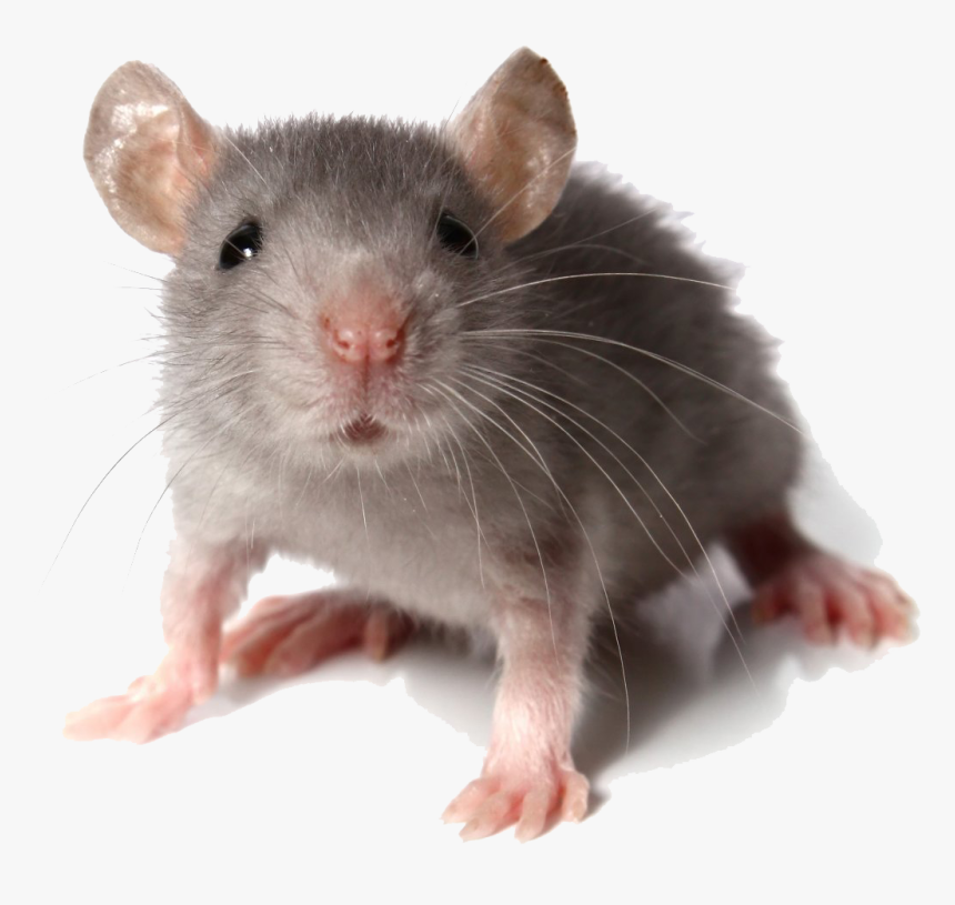 Mouse Looking At You, HD Png Download, Free Download