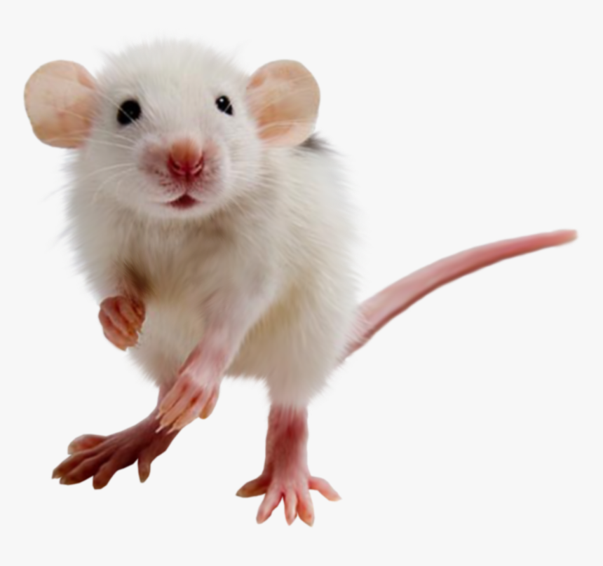 Mouse Png - Transparent Background Mice Png, Png Download, Free Download