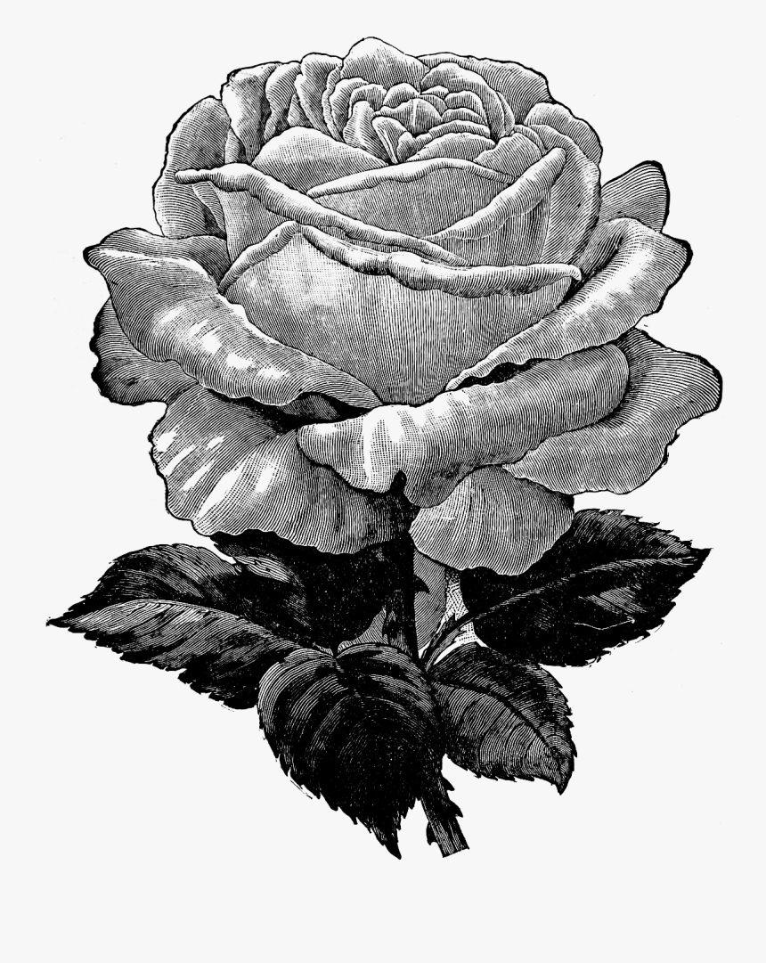Free Vintage Rose Graphic - Vintage Rose Clipart Black And White Transparent Background, HD Png Download, Free Download