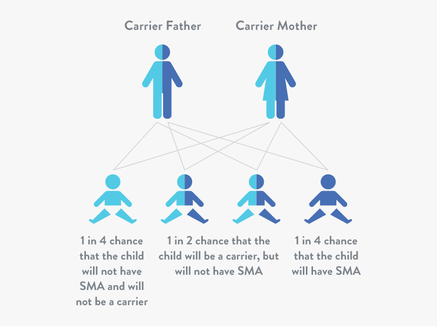 Causes Spinal Muscular Atrophy, HD Png Download, Free Download