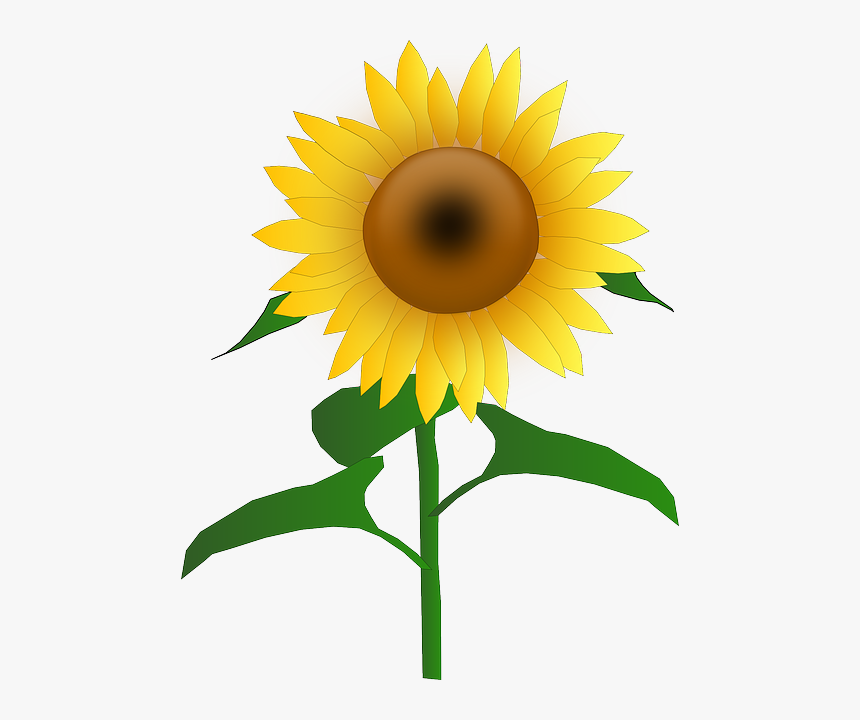 Sunflower-seed - Bulk Segregant Analysis, HD Png Download, Free Download