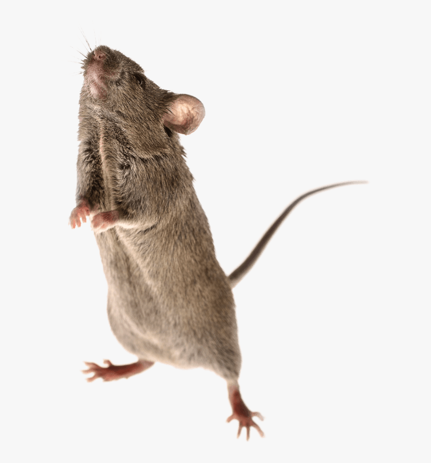 Mouse, HD Png Download, Free Download