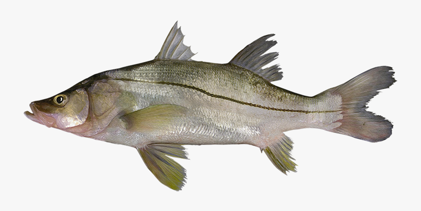 Bass, HD Png Download, Free Download