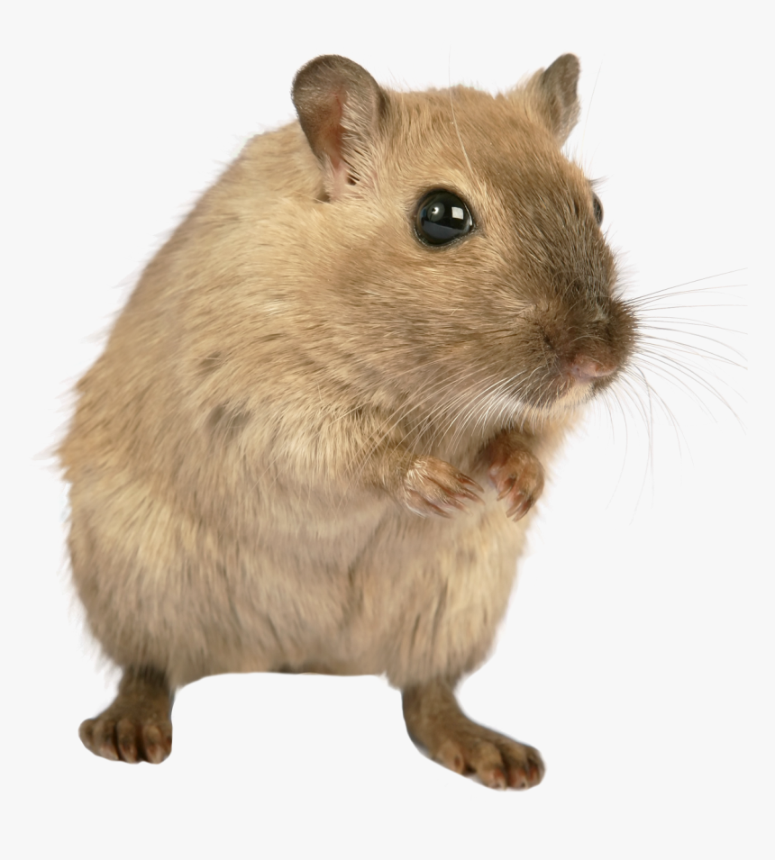 Mouse Png Images - One Mouse Two Mice, Transparent Png, Free Download