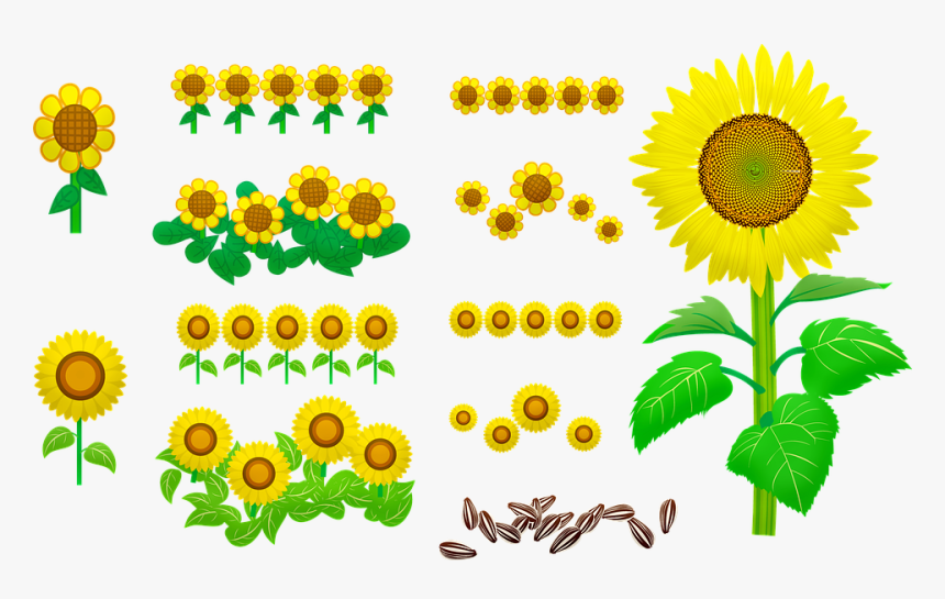 Sunflowers, Seeds, Yellow, Nature, Bloom, Flower - Sunflower Seed, HD Png Download, Free Download