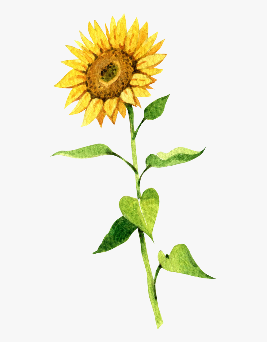 Sunflower, HD Png Download, Free Download