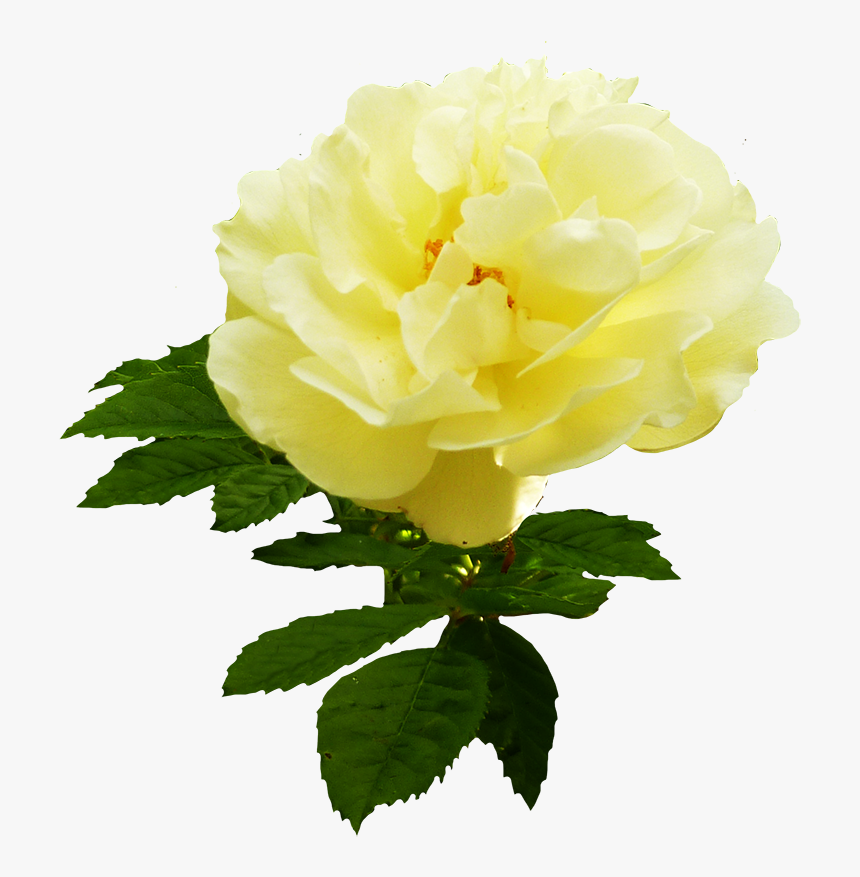 Soft Yellow Rose Graphic - Garden Roses, HD Png Download, Free Download