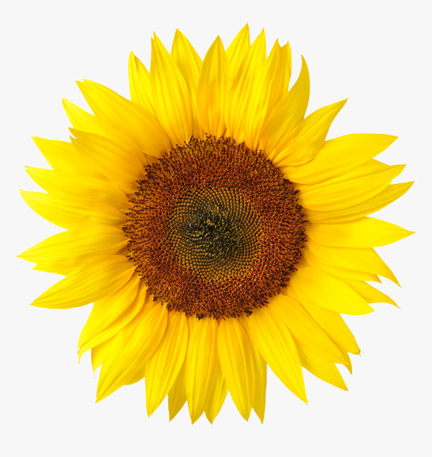 Sunflower Png, Transparent Png, Free Download