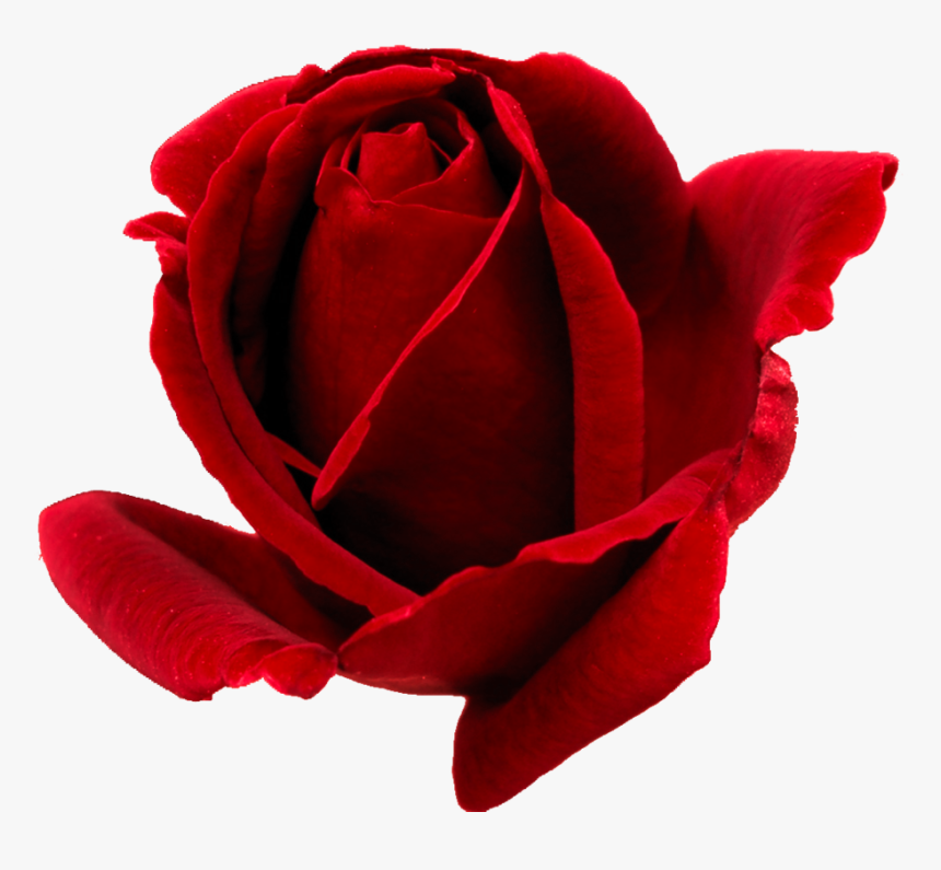 Rose Bud Png, Transparent Png, Free Download
