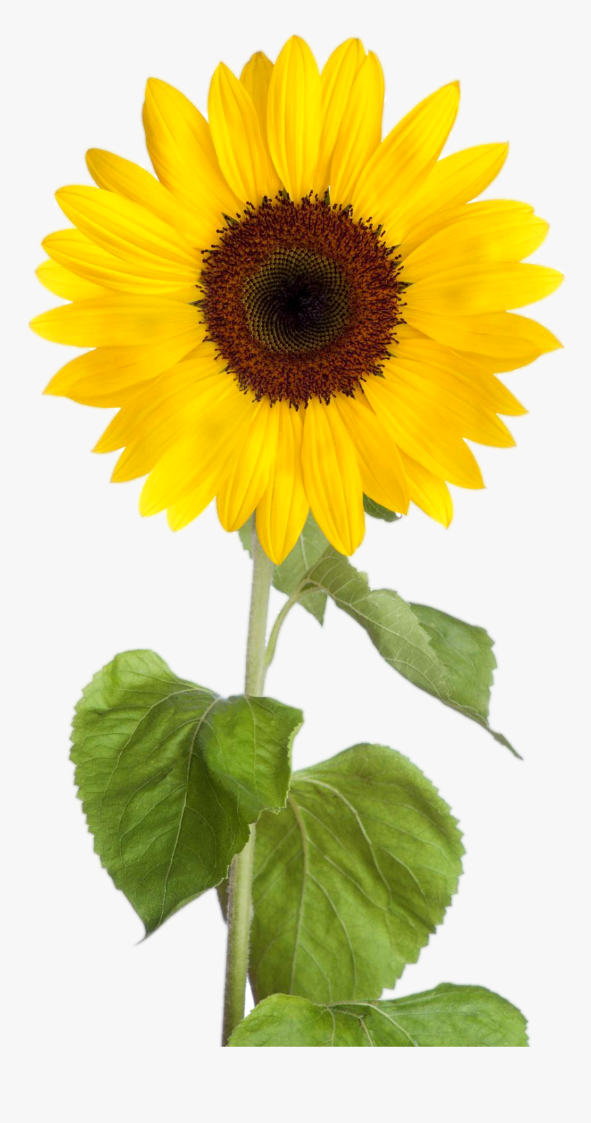 Common Sunflower Desktop Wallpaper Clip Art - Sunflower Clipart Transparent Background, HD Png Download, Free Download