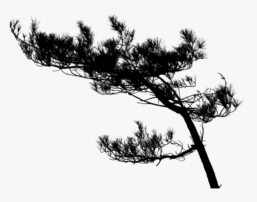 Tree, Pine Tree, Silhouette, Black, White, Backlight - High Resolution Tree Silhouette, HD Png Download, Free Download