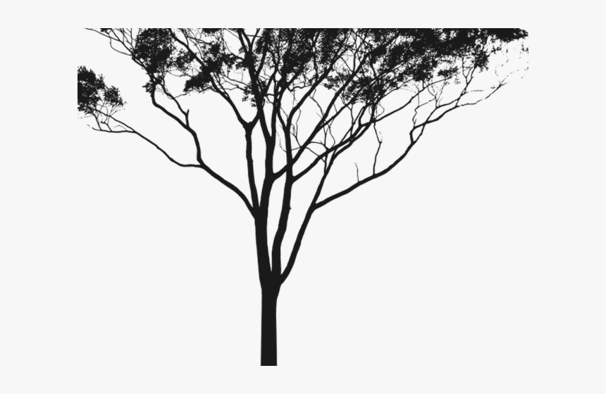 Gum Trees Clip Art - Gum Tree Silhouette Png, Transparent Png, Free Download