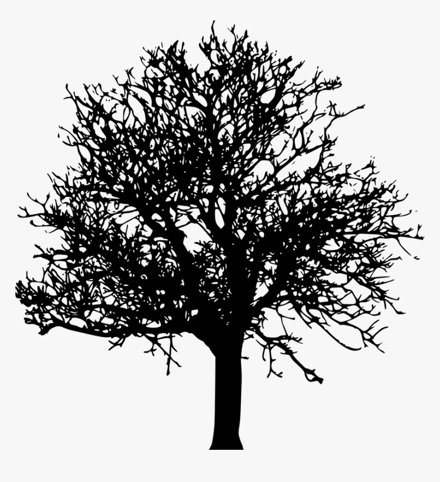 Transparent United States Silhouette Png - Black And White Transparent Background Tree Clipart, Png Download, Free Download