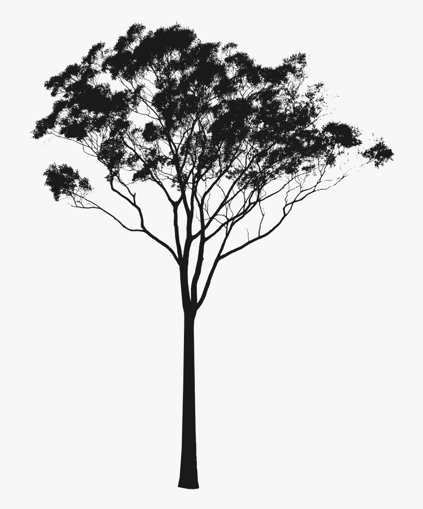 Vector Black And White Gum Tree - Gum Tree Silhouette Png, Transparent Png, Free Download
