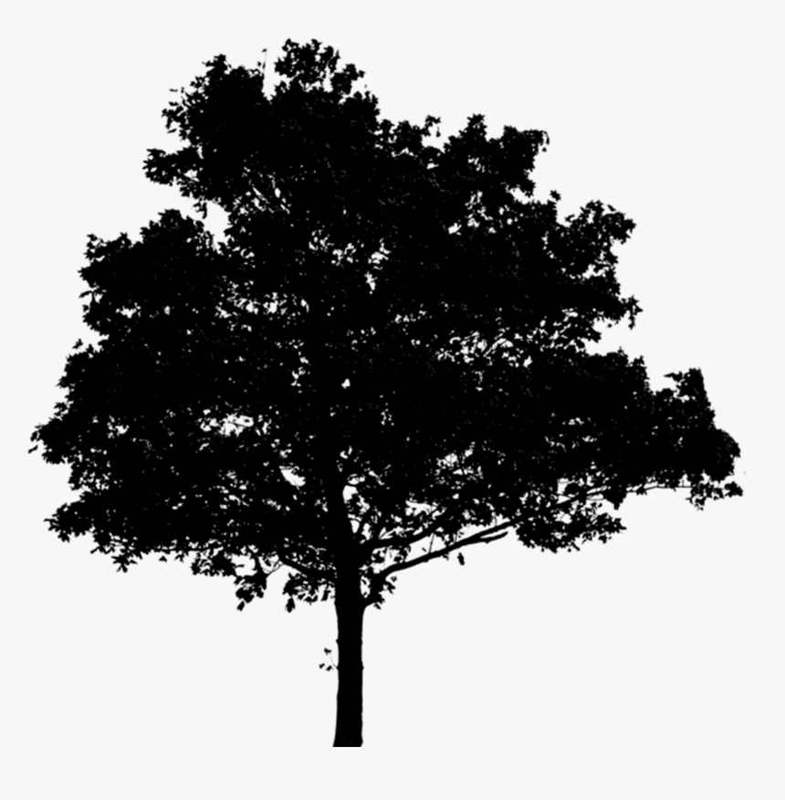 Oak Tree Silhouette Png - Tree Png Photoshop, Transparent Png, Free Download