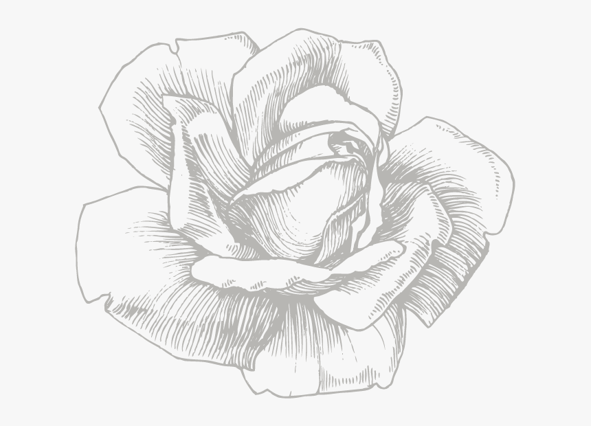 Eufloria Flowers View - White Flower Sketch Png, Transparent Png, Free Download