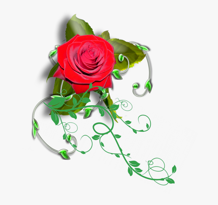 Transparent Rose Vines Png - Transparent Rose Vines, Png Download, Free Download