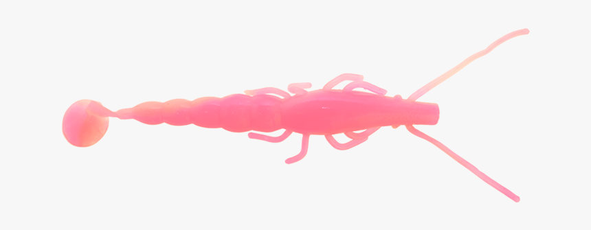 5 Inch Paddle Prawn Pink Glow - Insect, HD Png Download, Free Download