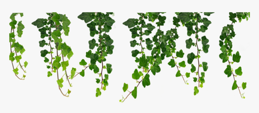 Vine Ivy Clip Art - Hanging Vines Png, Transparent Png, Free Download