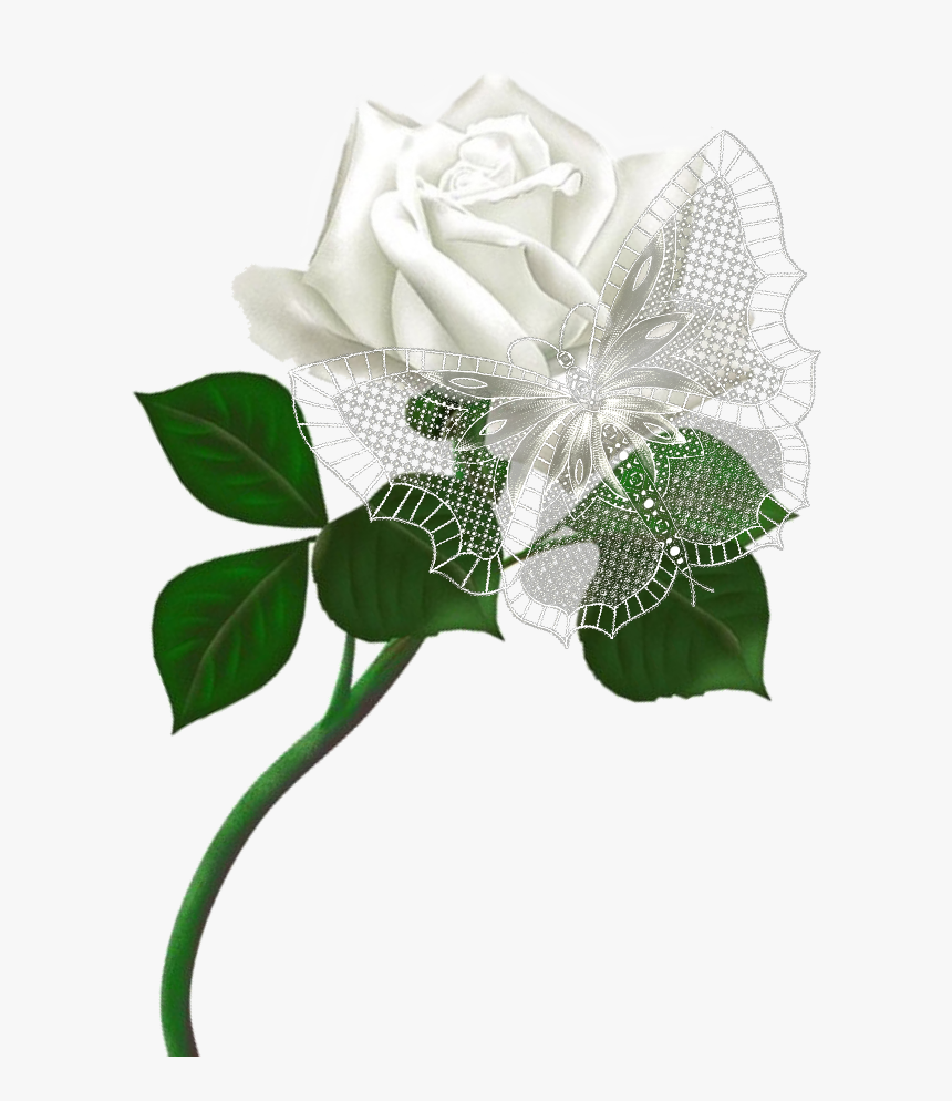 #mq #lace #white #flowers #flower #rose - Garden Roses, HD Png Download, Free Download