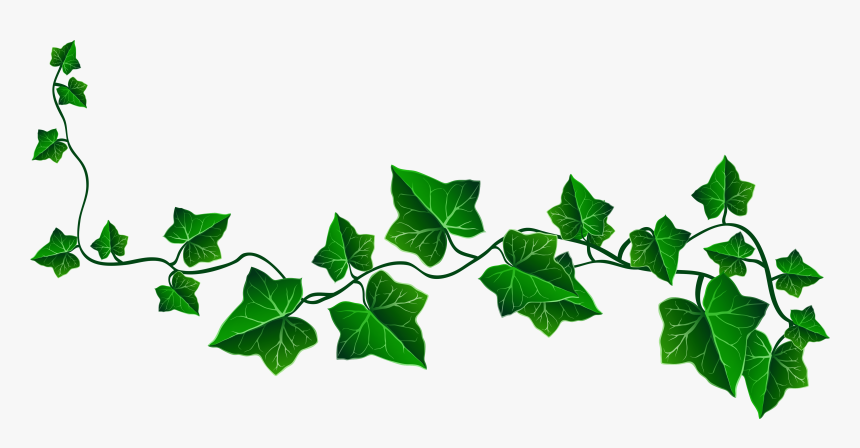 Vine Ivy Drawing Clip Art - Transparent Background Ivy Png, Png Download, Free Download